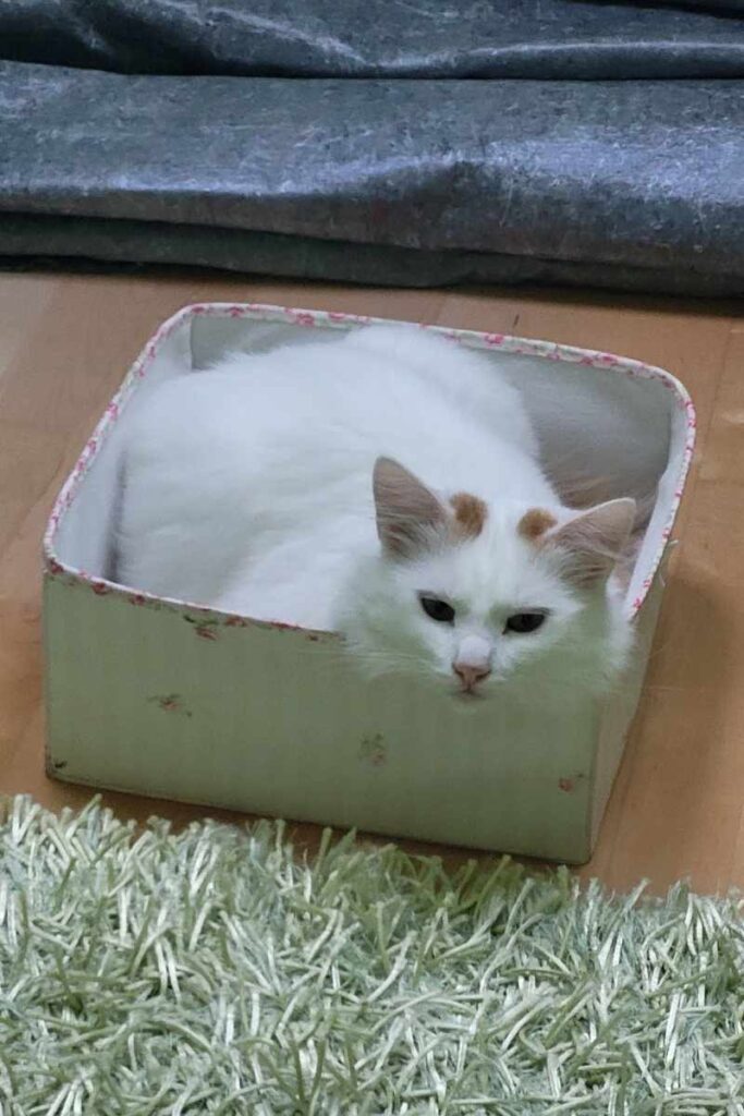 Yoshi liegt in einer Box im Spielzimmer.