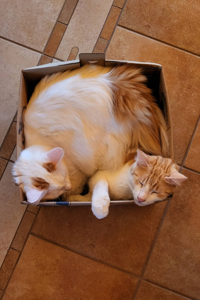 Yoshi legt sich auf Felix in der Schachtel.