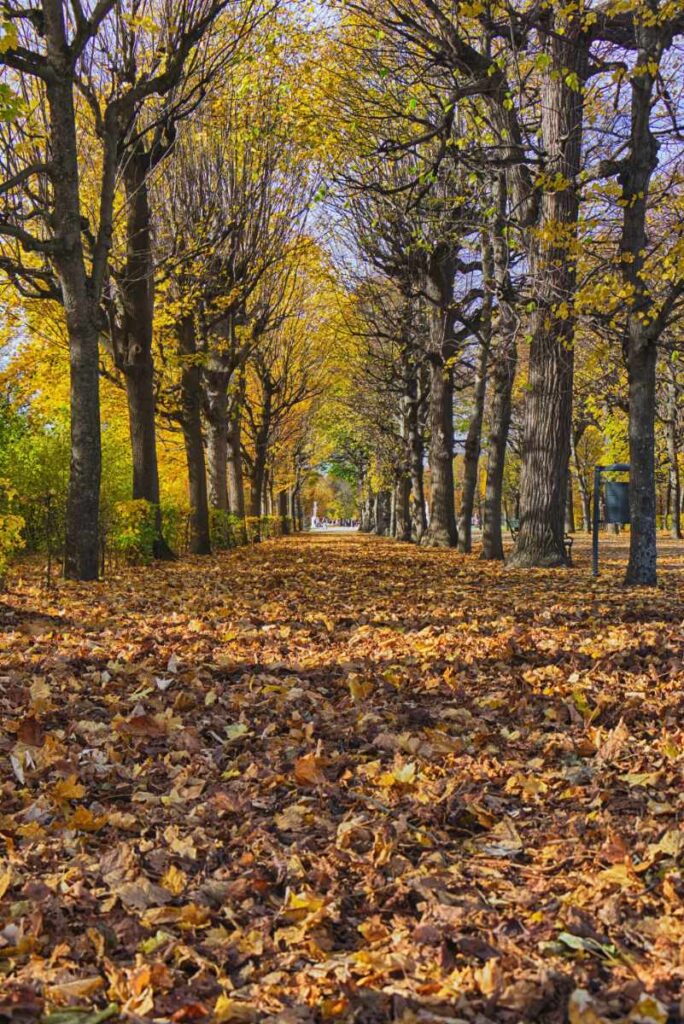 Allee im Schlosspark Schönbrunn im Herbst