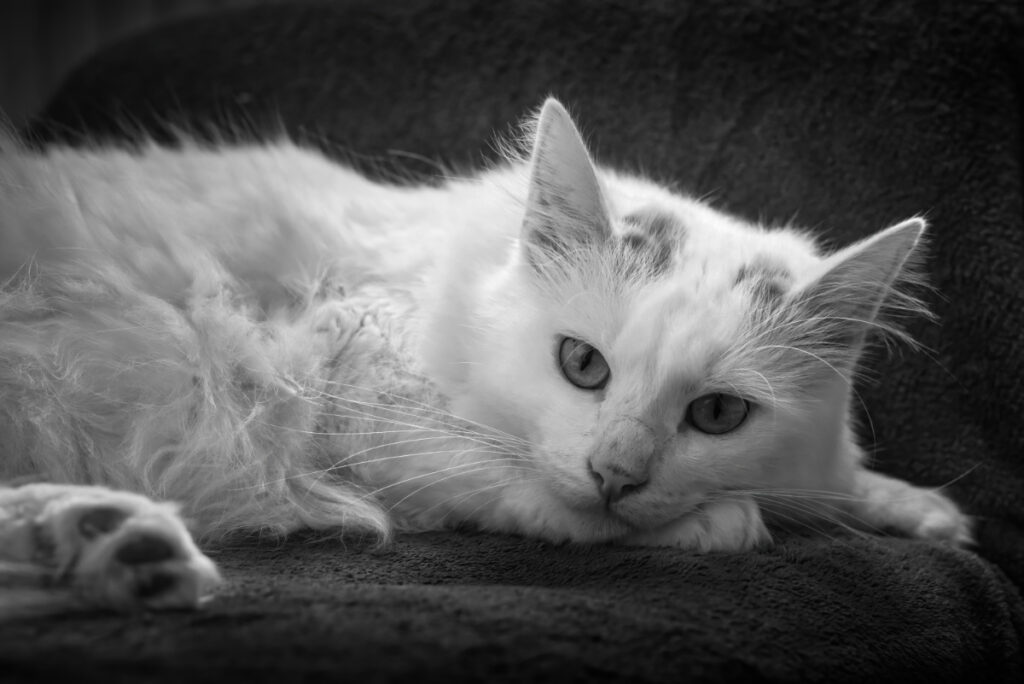 mein Finalbild vom Schwarz-Weiß-Fotokurs: Yoshi auf der Bank im Schlafzimmer