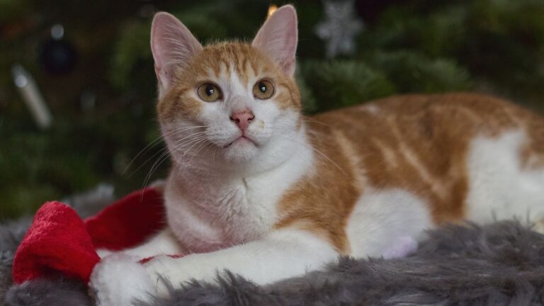 Monatsrückblick Dezember 2025: Christkindlmärkte, Konzerte und Foto-Spaß