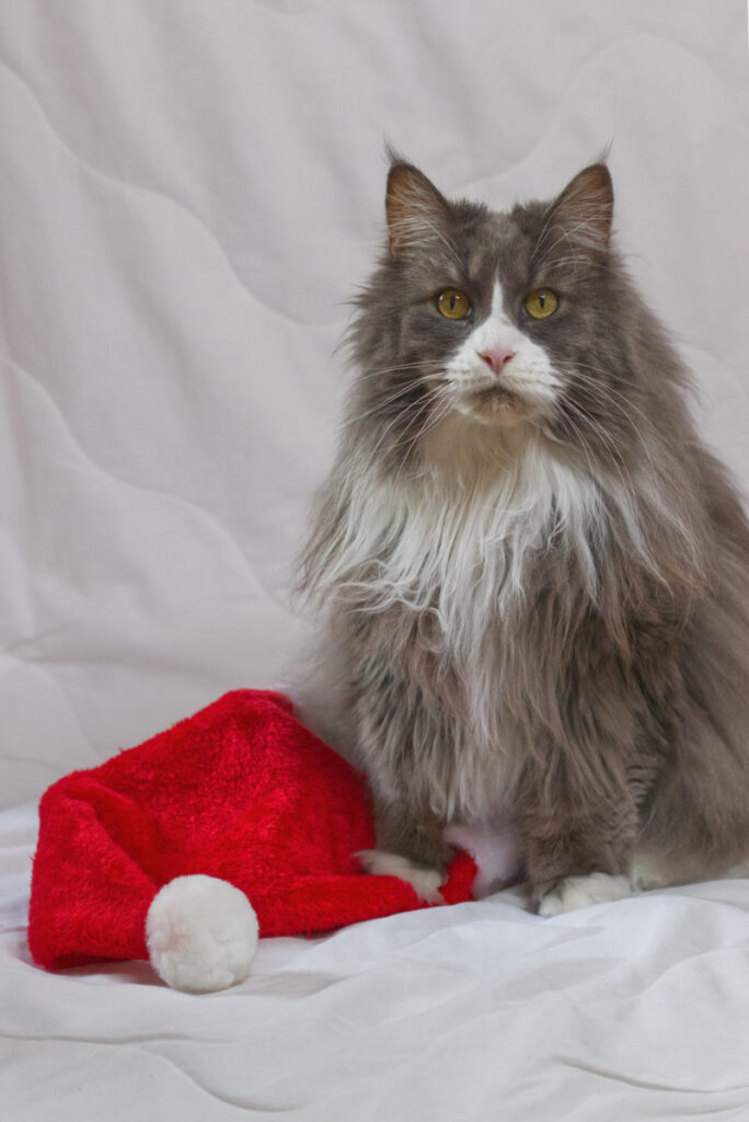 Snoopy mit Weihnachtsmannmütze