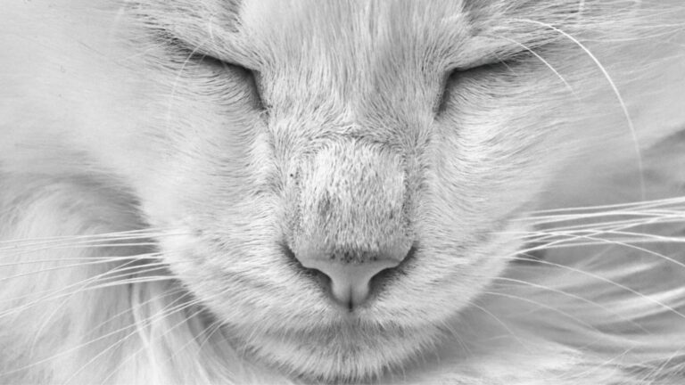 Was ich im Schwarz-Weiß-Fotokurs gelernt habe