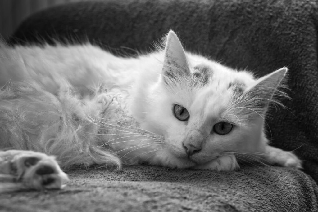 Originalbearbeitung von Yoshis Foto