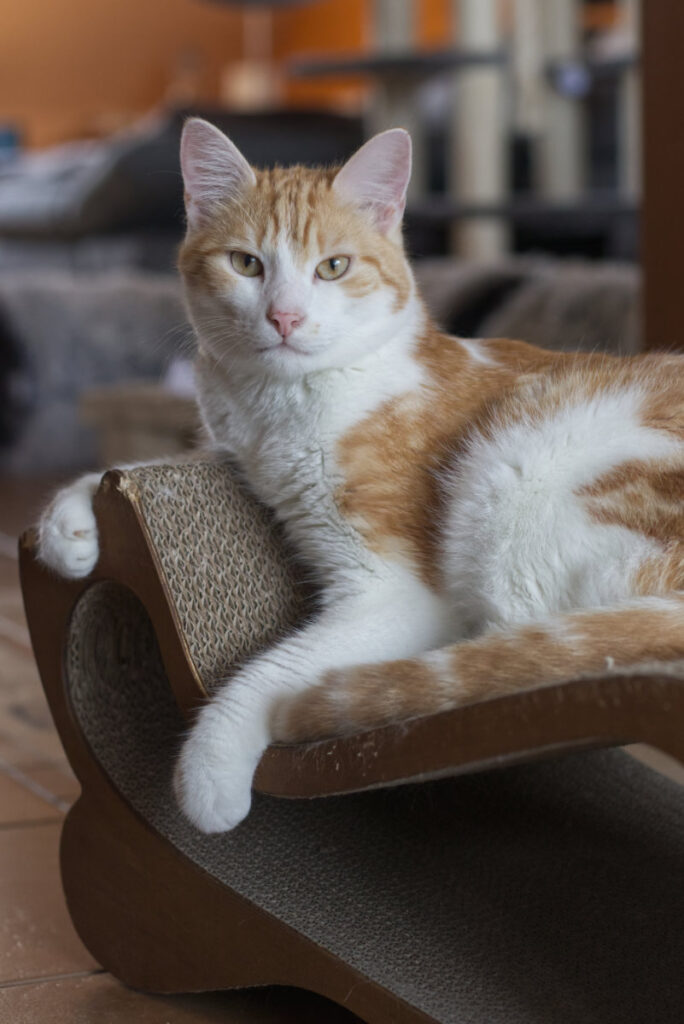 Felix mit chaotischem Hintergrund