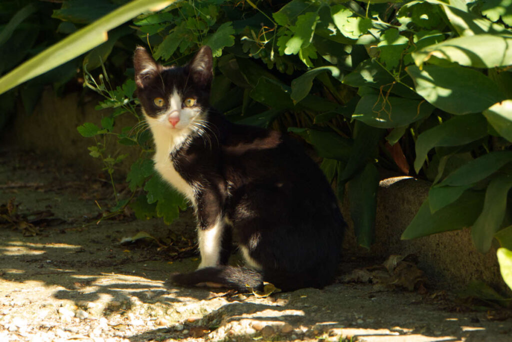 Katze mit Sonne und hartem Schatten