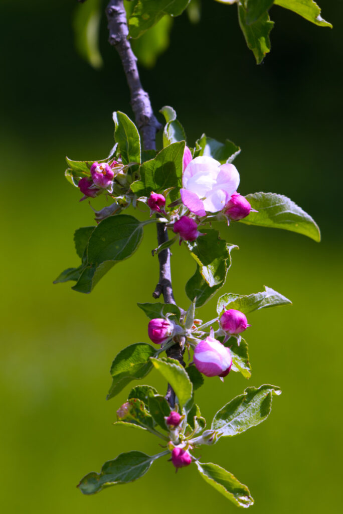 Apfelblüte