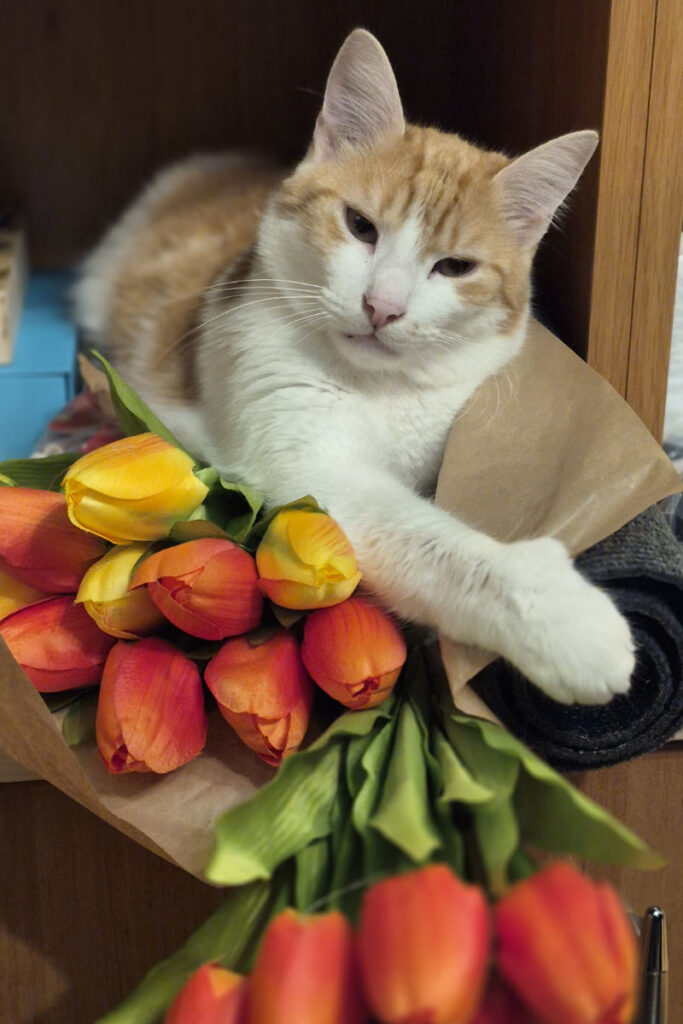 Felix mit Tulpen