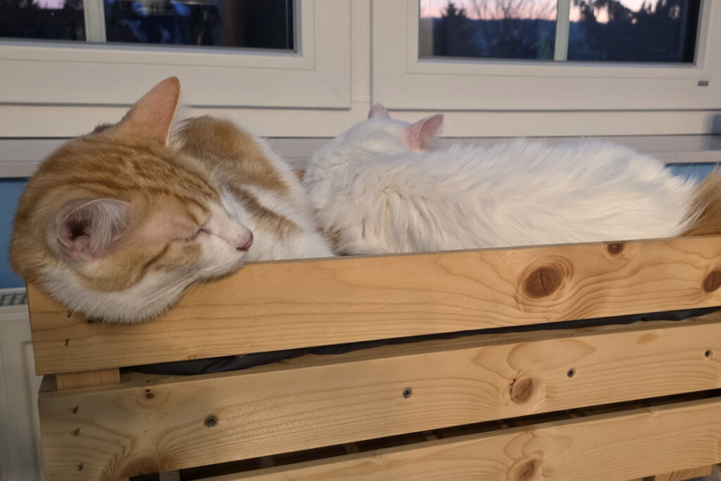 Felix und Yoshi am Outdoor-Kratzbaum