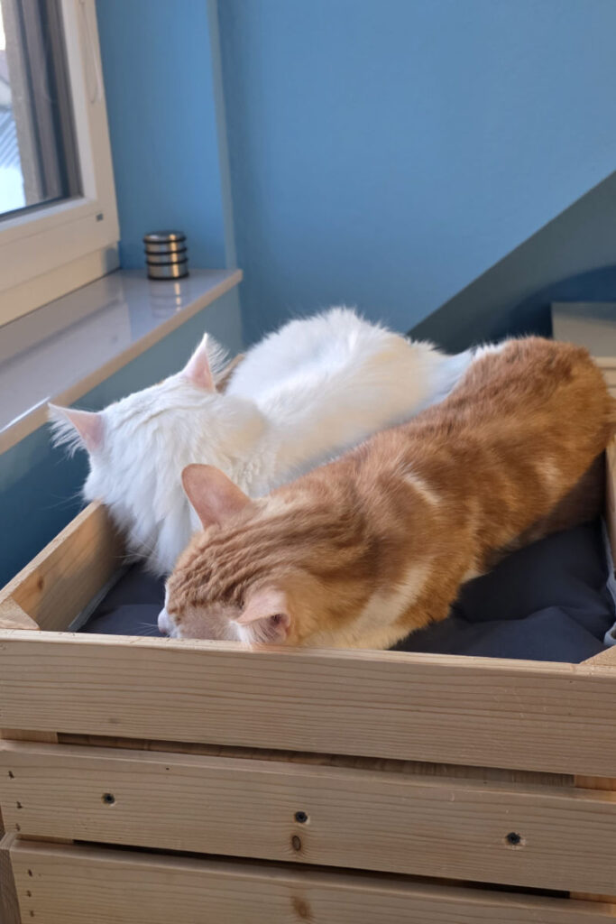 Felix und Yoshi am Outdoor-Kratzbaum