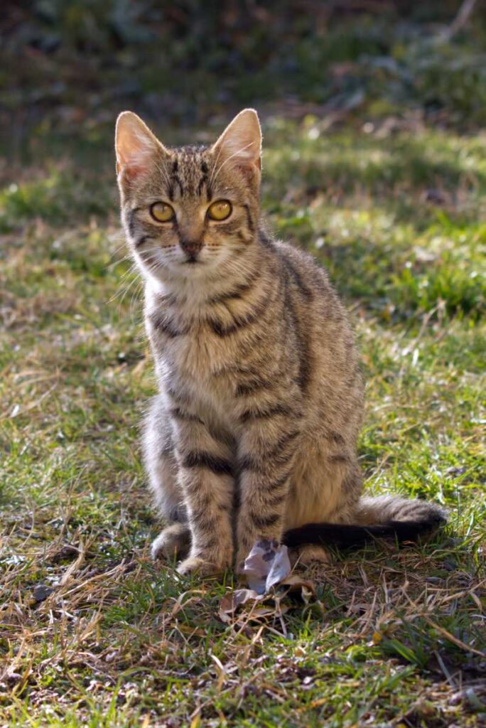 Katze von zu erhöhter Position fotografiert