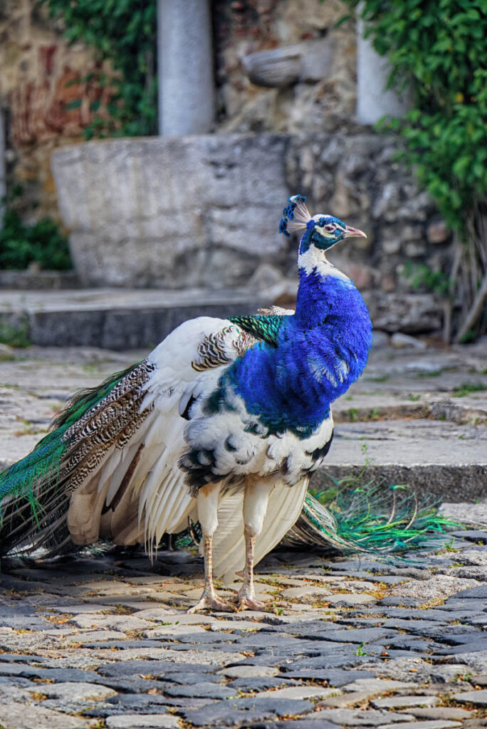 Pfau im Castelo de São Jorge