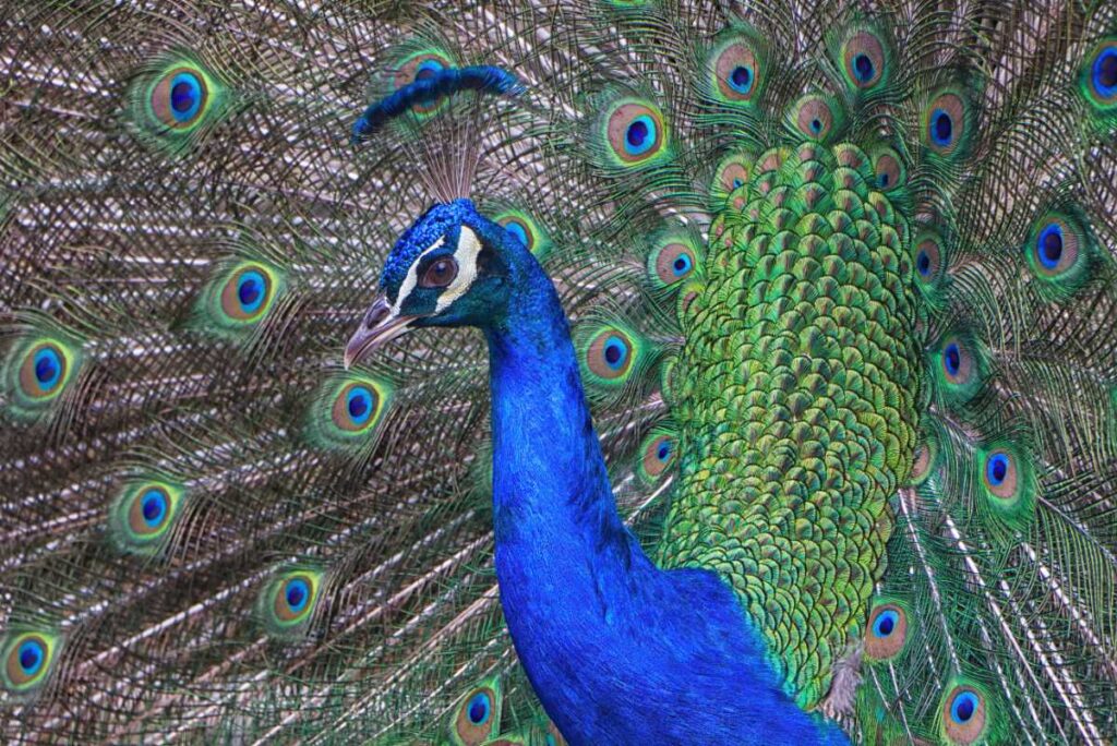 Pfau im Castelo de São Jorge