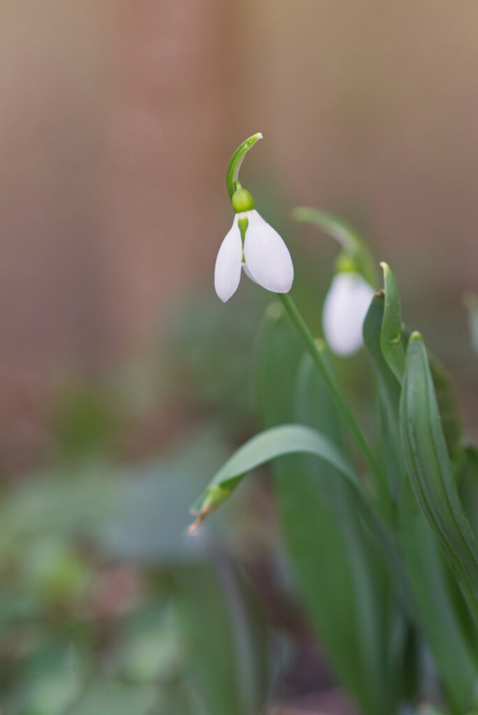 Schneeglöckchen