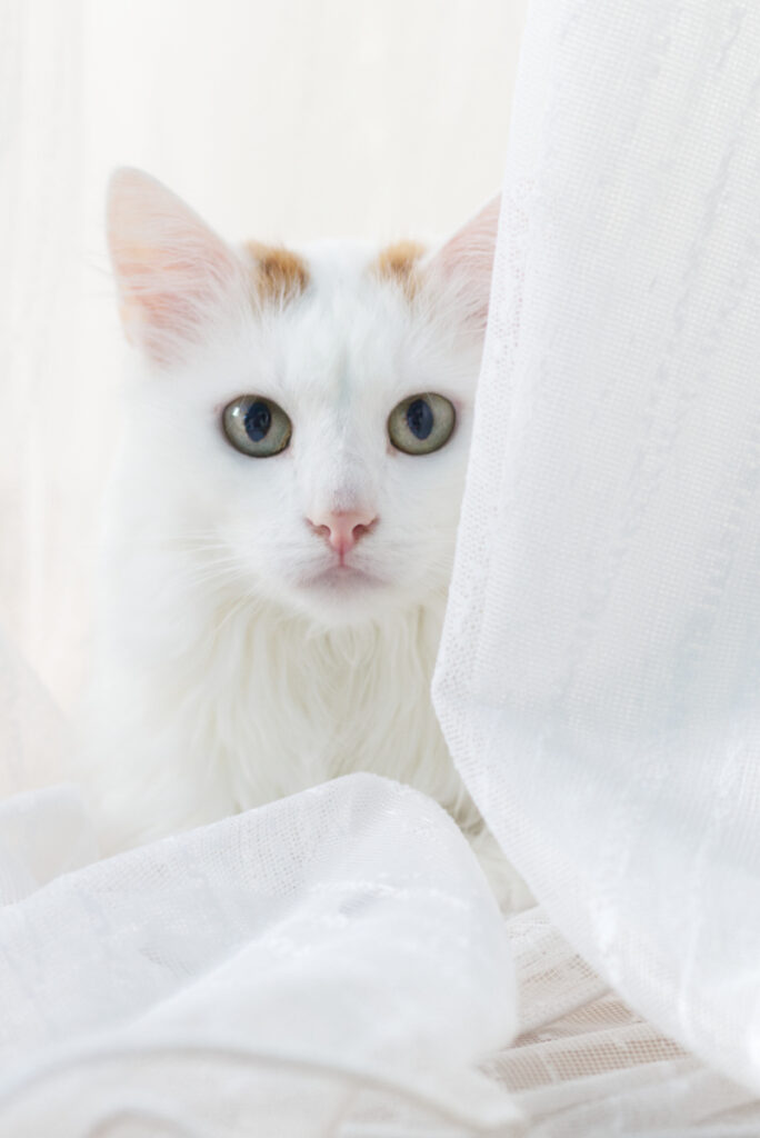 Mein Finalbild vom High-Key-Fotokurs: Yoshi