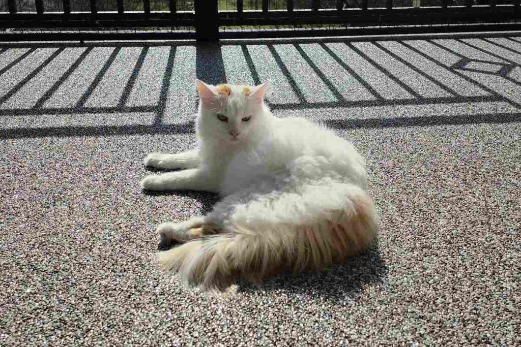 Yoshi auf der Terrasse