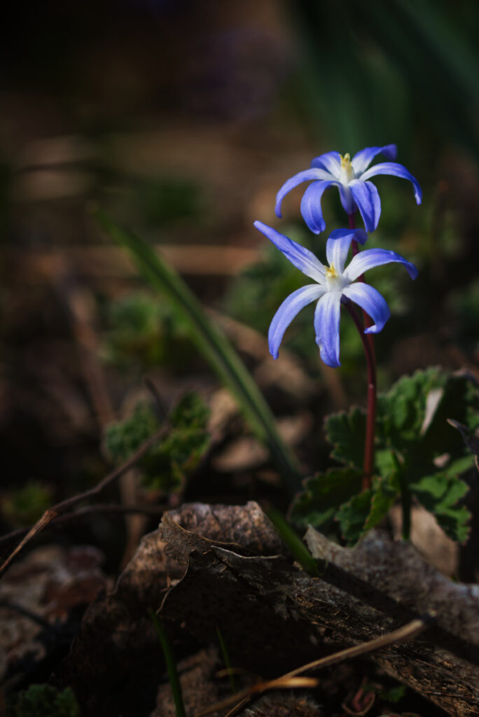 Blausternchen im Donaupark