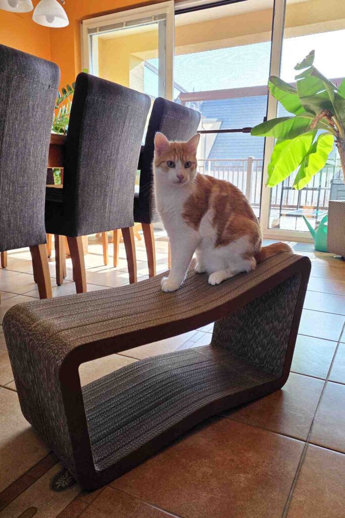 Felix auf dem neuen Kratzbrett