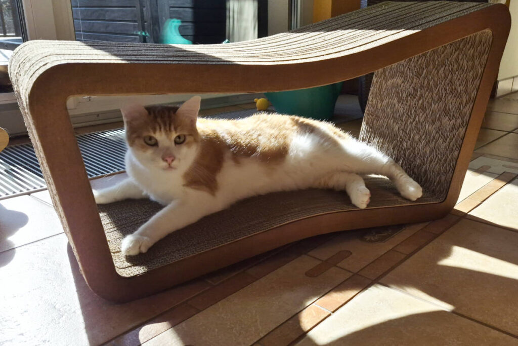 Felix auf dem neuen Kratzbrett