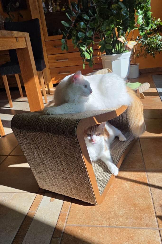 Felix und Yoshi auf dem neuen Kratzbrett