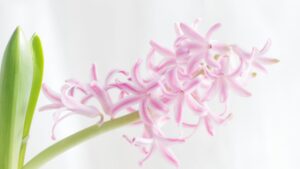 Was ist High-Key-Fotografie? Meine Erfahrungen aus dem Fotokurs