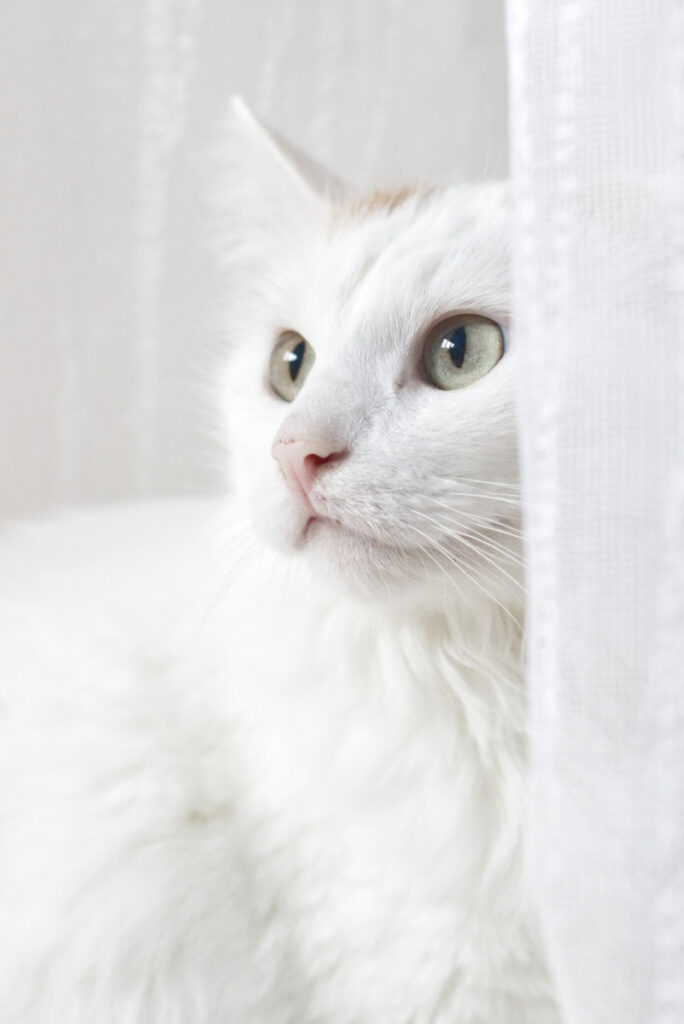 Erster High Key-Versuch mit Yoshi