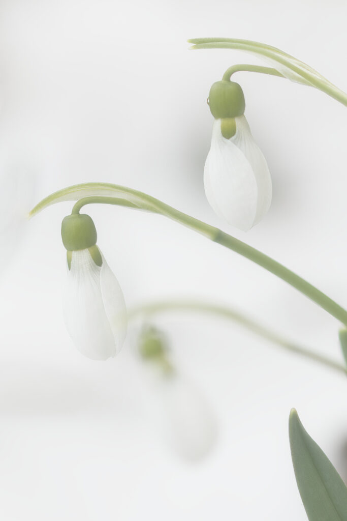 Schneeglöckchen im Schnee