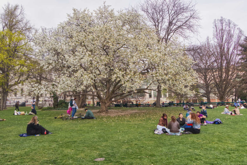 Magnolienbaum im Burggarten