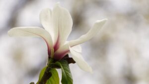 Monatsrückblick März 2026: Ein bisschen Frühling, ein bisschen Winter und viele Fotos