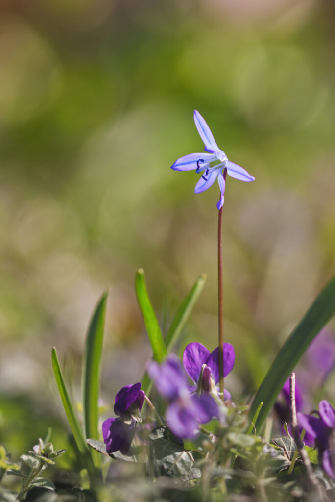 Auf Augenhöhe mit dem Blausternchen.