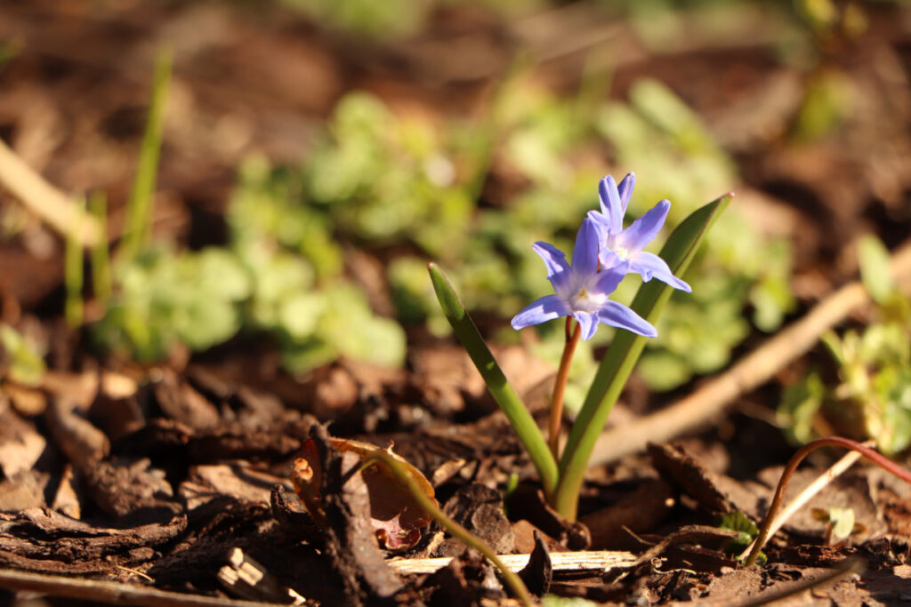 Blausternchen im harten Frontallicht