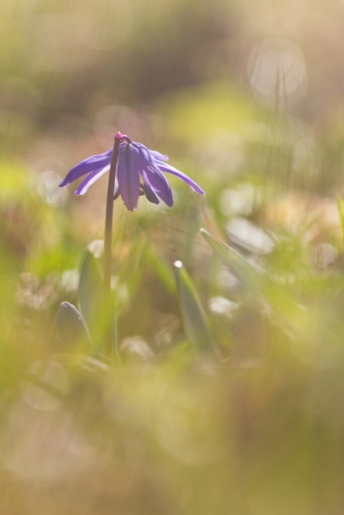 Blausternchen im Gegenlicht