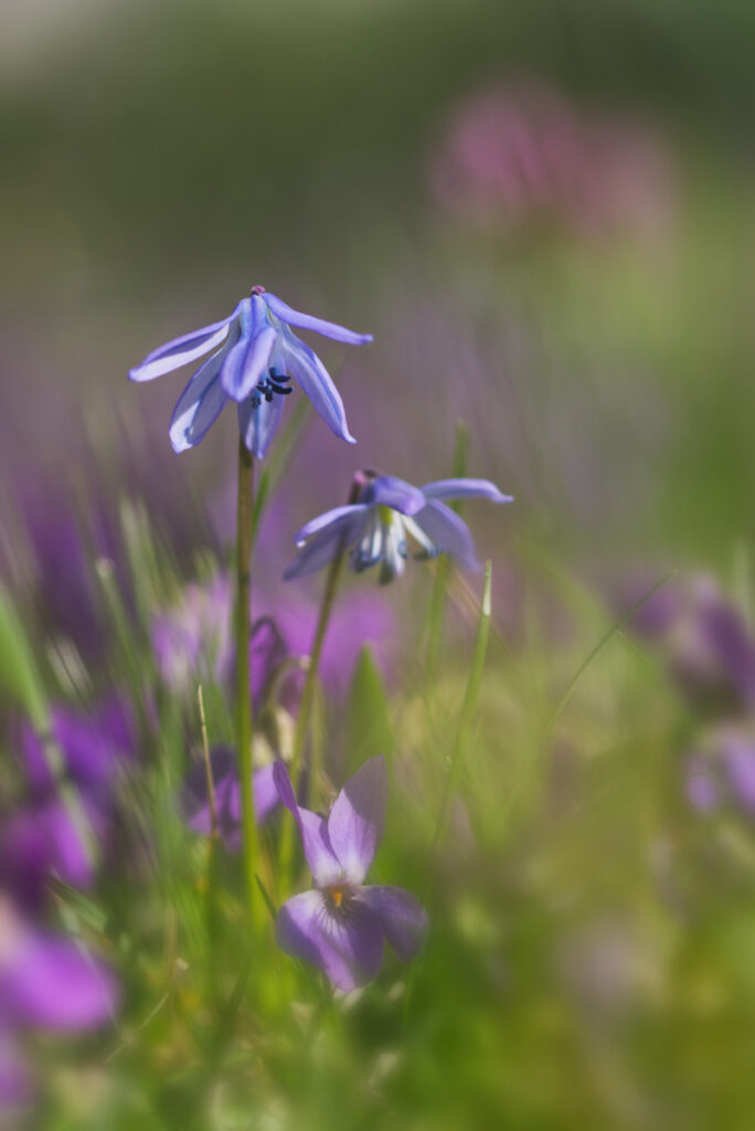 Blausternchen mit lila Bokeh-Hintergrund