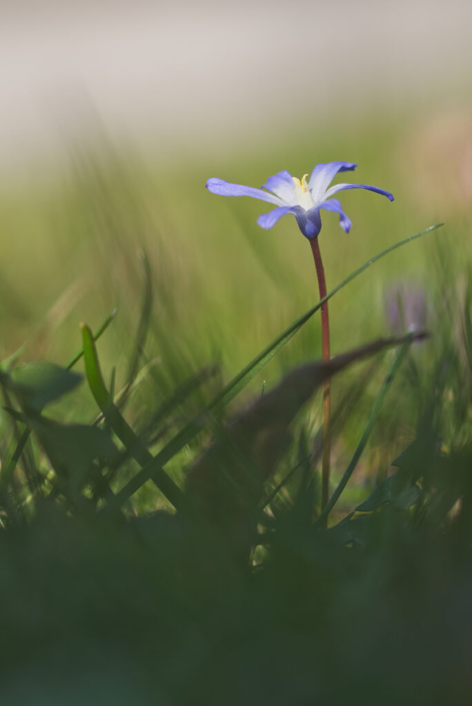 Blausternchen mit schönem Vordergrund-Bokeh