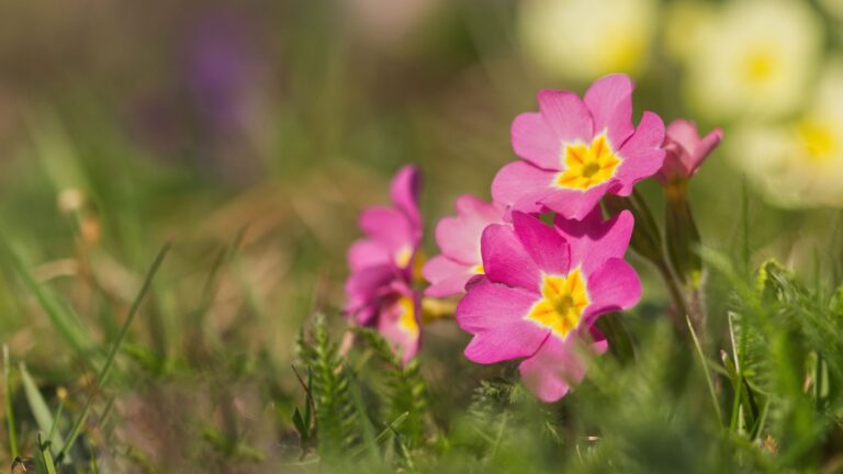 Blumen fotografieren: Was Licht wirklich mit deinen Fotos macht