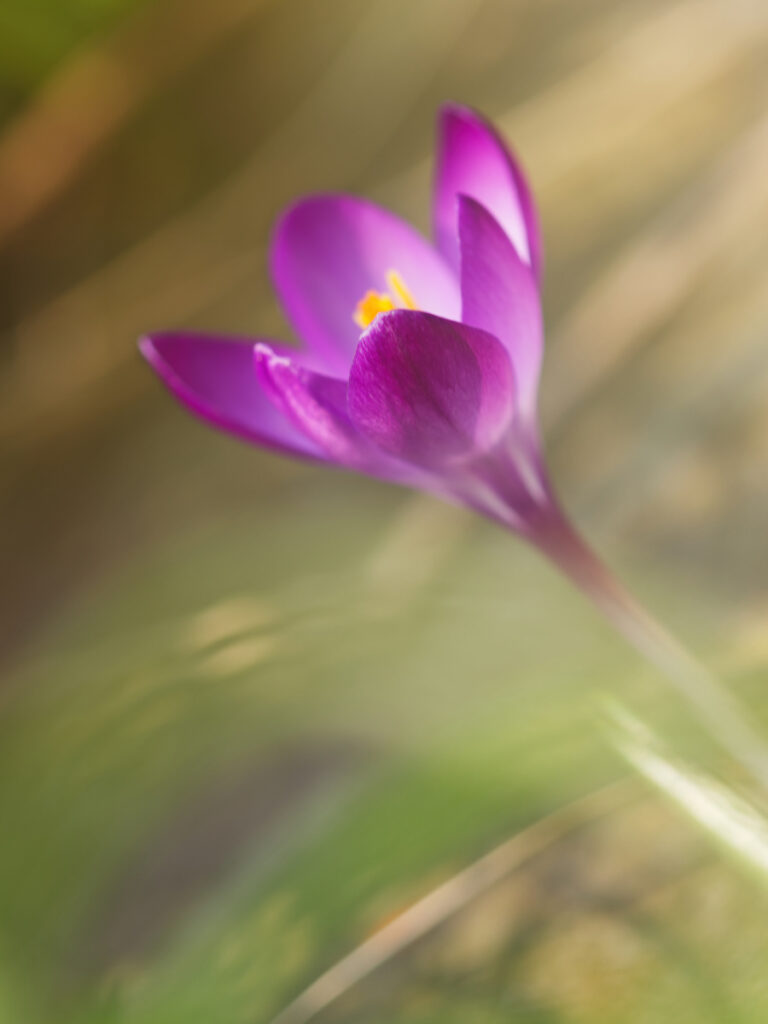 Krokus im Gegenlicht