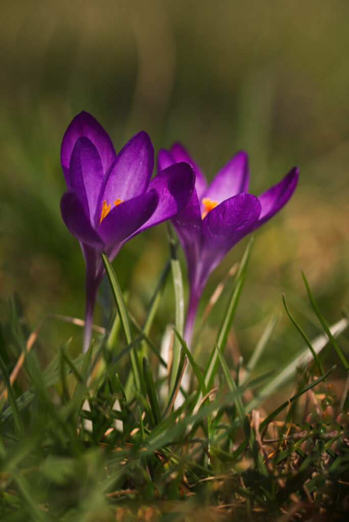 Krokusse im Seitenlicht