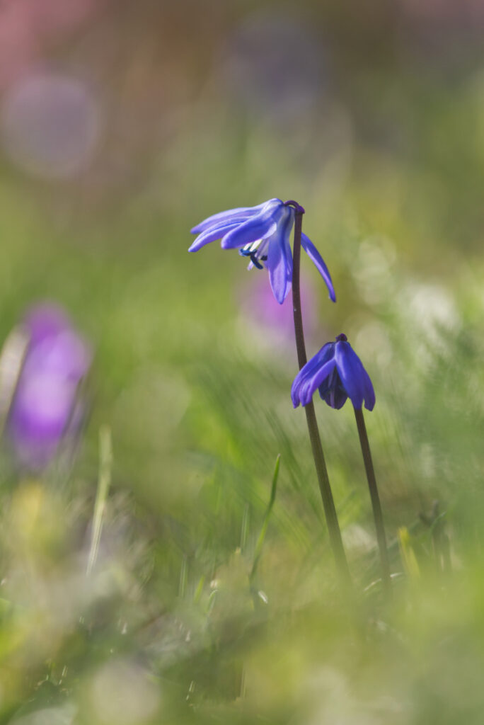 Blausternchen im Seitenlicht mit Bokeh