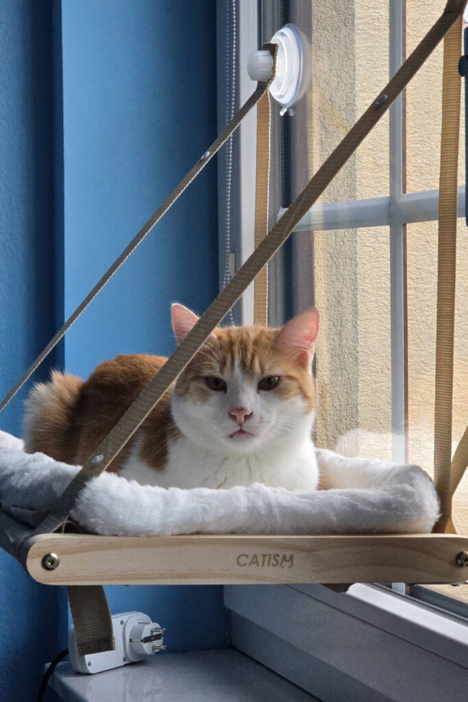 Felix auf der Fensterliege