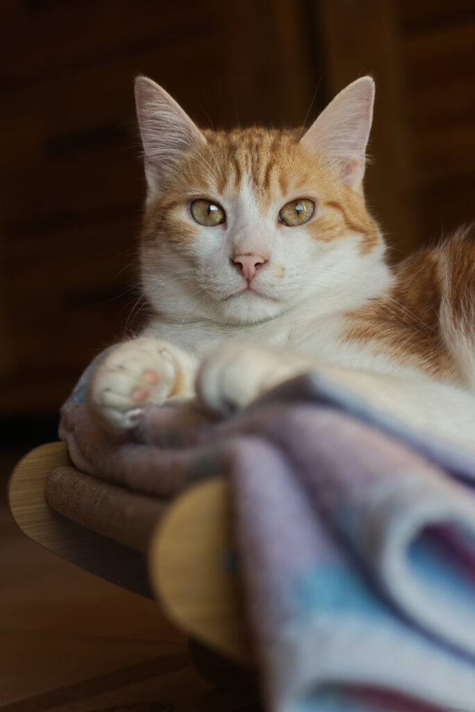 Katze liegt auf Decke