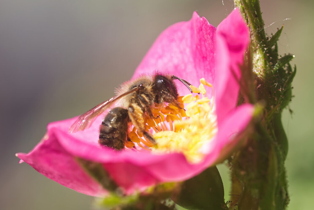 Wildbiene in rosa Rose: f/6.3