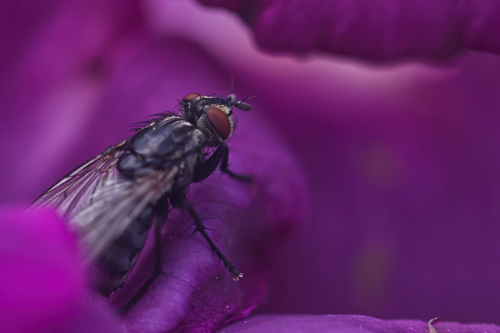 Fliege auf lila Blüte: Farbe macht den Unterschied
