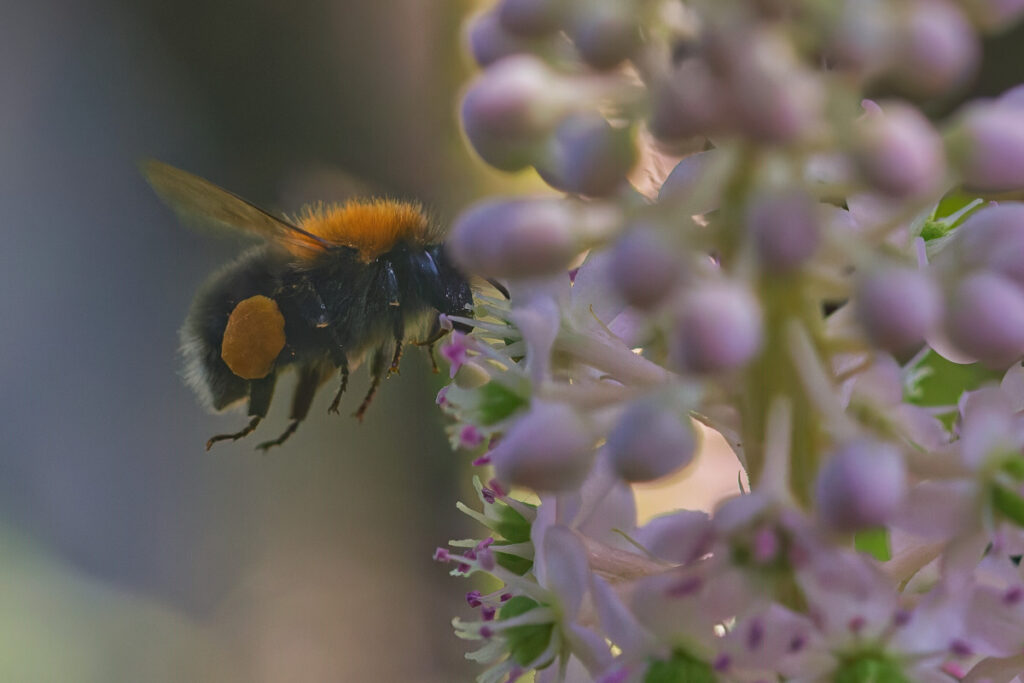 Hummel im Flug: Hier zählt der Moment, nicht die Farbe.