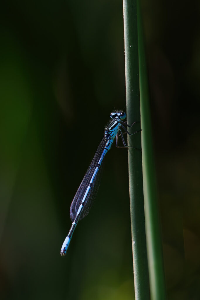 Libelle auf Grashalm