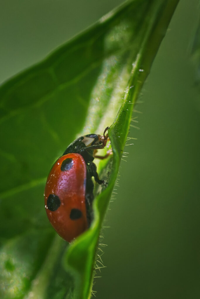 Marienkäfer im schwierigen Licht: das Rot kaum sichtbar