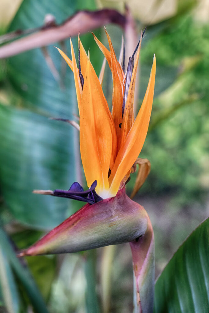 Paradiesvogelblume im Jardim do Torel