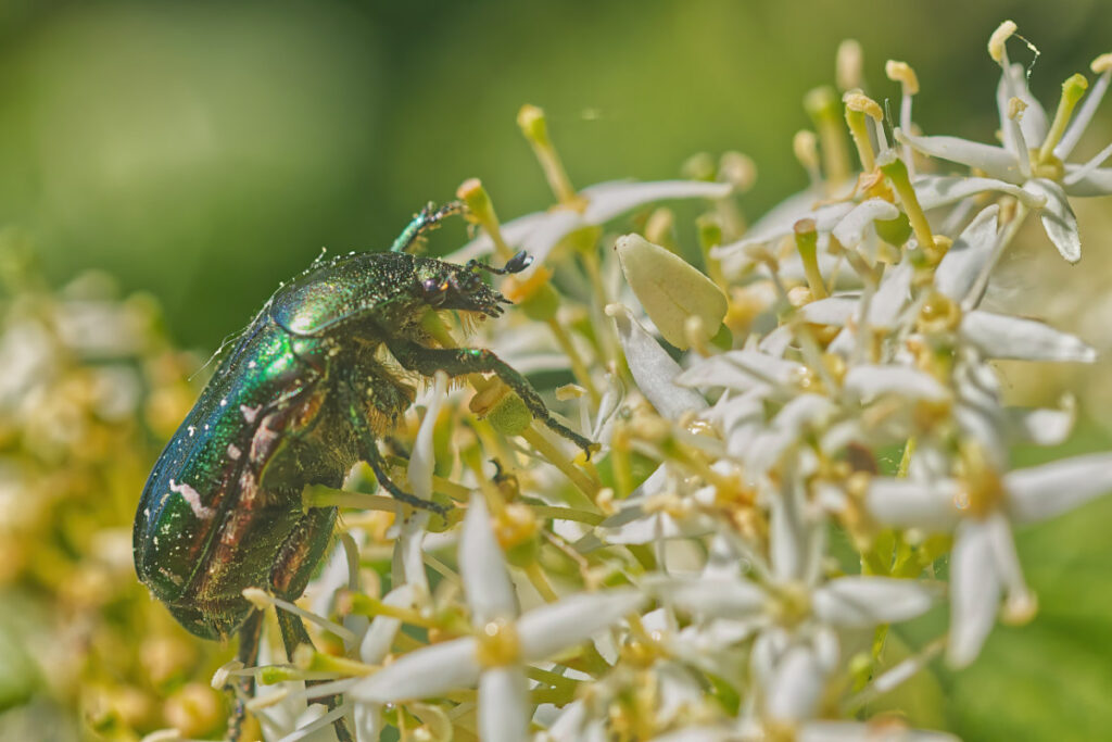 Rosenkäfer auf weißen Blüten: zufällig entdeckt, perfekter Moment