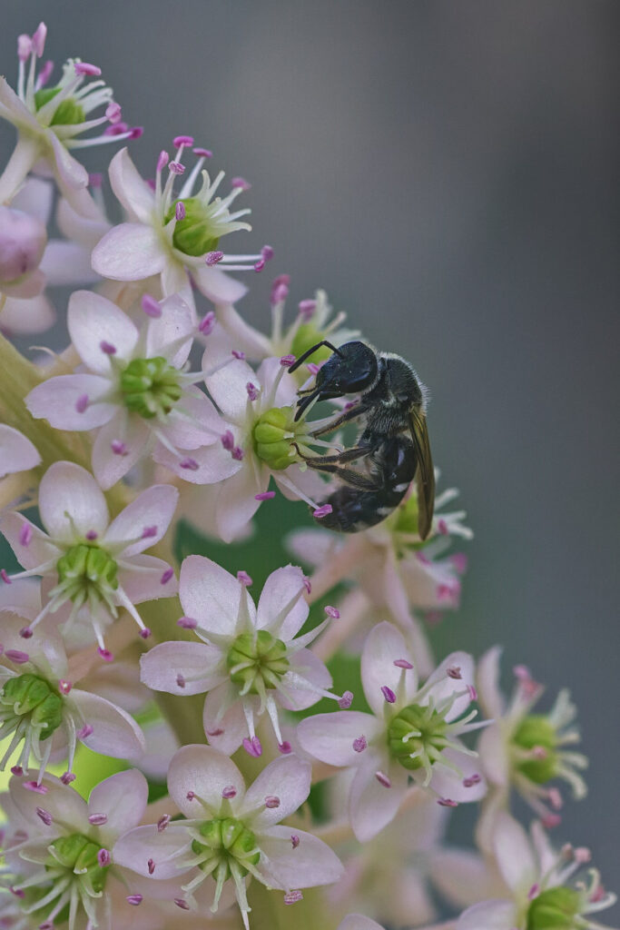 Wildbiene auf der Suche nach Nektar