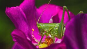 Grünes Heupferd in einer pink-violetten Rosenblüte