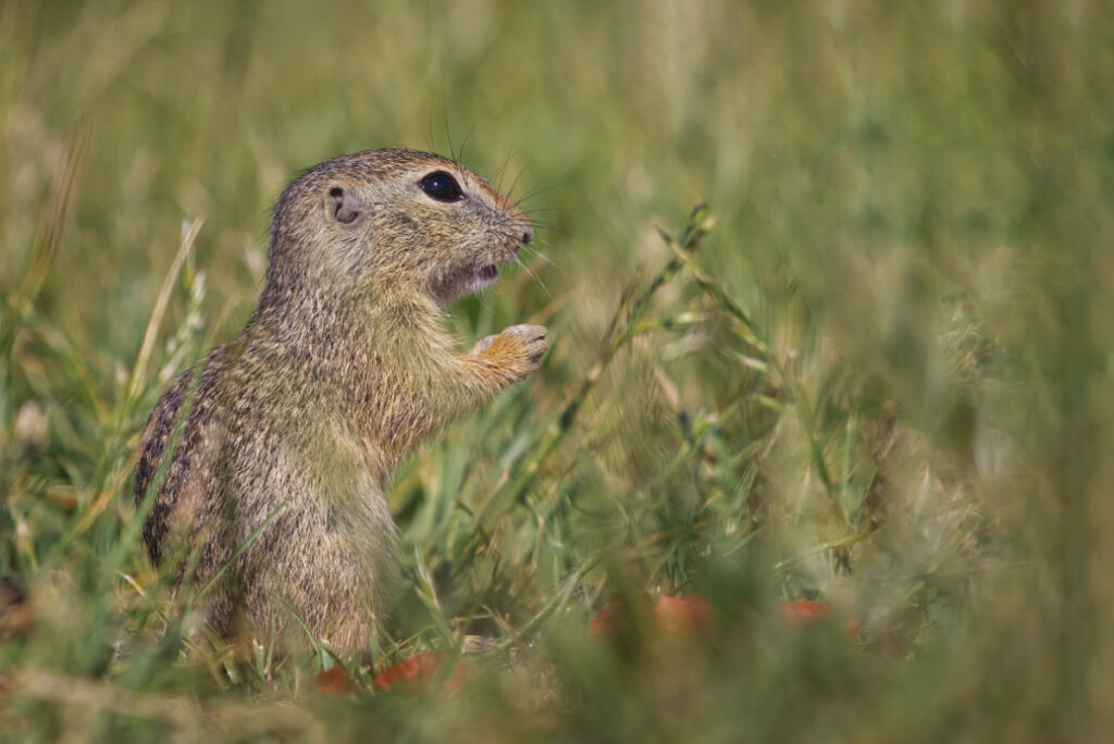 Ziesel steht aufrecht im Gras, Mund leicht geöffnet, im Hintergrund unscharfe Wiese